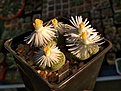 Нажмите на изображение для увеличения.

Название:	L.fulviceps cv.Aurea C 363.jpg
Просмотров:	234
Размер:	219.2 Кб
ID:	375303