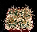 Нажмите на изображение для увеличения.

Название:	Gymnocalycium neuhuberii 1.jpg
Просмотров:	228
Размер:	317.0 Кб
ID:	375374