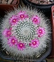 Нажмите на изображение для увеличения.

Название:	Mammillaria hahniana.jpg
Просмотров:	167
Размер:	347.2 Кб
ID:	375410