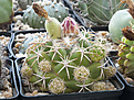 Нажмите на изображение для увеличения.

Название:	Coryphantha elephantidens.jpg
Просмотров:	201
Размер:	328.9 Кб
ID:	375413