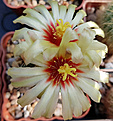 Нажмите на изображение для увеличения.

Название:	Hamatocactus setispinus_flo.jpg
Просмотров:	204
Размер:	257.3 Кб
ID:	375426