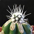 Нажмите на изображение для увеличения.

Название:	Sclerocactus schlosseri GH.JPG
Просмотров:	211
Размер:	330.9 Кб
ID:	375448