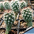 Нажмите на изображение для увеличения.

Название:	Sclerocactus_parviflorus_RP108_graft_630[1
Просмотров:	215
Размер:	279.0 Кб
ID:	375450