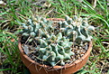 Нажмите на изображение для увеличения.

Название:	Thelocactus nedulans - 1.jpg
Просмотров:	147
Размер:	343.8 Кб
ID:	375485