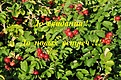 Нажмите на изображение для увеличения.

Название:	elk 18_029.jpg
Просмотров:	231
Размер:	352.1 Кб
ID:	375594