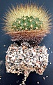 Нажмите на изображение для увеличения.

Название:	Matucana myriacantha KK453 root.jpg
Просмотров:	442
Размер:	346.3 Кб
ID:	375600