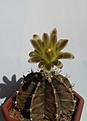 Нажмите на изображение для увеличения.

Название:	Gymnocalycium mihanovichii2.jpg
Просмотров:	137
Размер:	105.8 Кб
ID:	375606