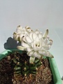 Нажмите на изображение для увеличения.

Название:	Gymnocalycium damsii var. torulosum.jpg
Просмотров:	140
Размер:	123.8 Кб
ID:	375607