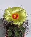 Нажмите на изображение для увеличения.

Название:	Astrophytum senile (2).jpg
Просмотров:	152
Размер:	126.1 Кб
ID:	375609