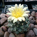 Нажмите на изображение для увеличения.

Название:	Copiapoa humilis.jpg
Просмотров:	162
Размер:	328.3 Кб
ID:	375642