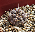 Нажмите на изображение для увеличения.

Название:	Gymnocalycium-borthii-ssp.-nogolense-VG-406.jpg
Просмотров:	395
Размер:	340.2 Кб
ID:	375645