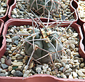 Нажмите на изображение для увеличения.

Название:	Gymnocalycium-cardenasianum.jpg
Просмотров:	363
Размер:	343.7 Кб
ID:	375646