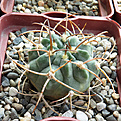 Нажмите на изображение для увеличения.

Название:	Gymnocalycium-catamarcense-VG-182.JPG
Просмотров:	284
Размер:	345.1 Кб
ID:	375647