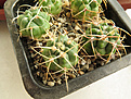Нажмите на изображение для увеличения.

Название:	Gymnocalycium-monvillei-ssp.-gertrudae-VG-1058.jpg
Просмотров:	335
Размер:	312.2 Кб
ID:	375648