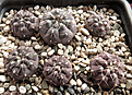 Нажмите на изображение для увеличения.

Название:	Gymnocalycium-natalie-aff.-STO-868.jpg
Просмотров:	312
Размер:	320.3 Кб
ID:	375649