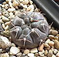 Нажмите на изображение для увеличения.

Название:	Gymnocalycium-prochazkianum.jpg
Просмотров:	299
Размер:	339.3 Кб
ID:	375650