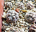 Нажмите на изображение для увеличения.

Название:	Gymnocalycium-prochazkianum-GN-747-4024.jpg
Просмотров:	299
Размер:	346.2 Кб
ID:	375651