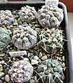 Нажмите на изображение для увеличения.

Название:	Gymnocalycium-prochazkianum-VG-345--и-Gymnocalycium-prochazkianum-ssp-simil-RER701.jpg
Просмотров:	333
Размер:	345.1 Кб
ID:	375652