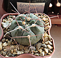 Нажмите на изображение для увеличения.

Название:	Gymnocalycium-prochazkianum-VG-1271.jpg
Просмотров:	296
Размер:	341.9 Кб
ID:	375653