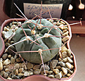 Нажмите на изображение для увеличения.

Название:	Gymnocalycium-prochazkianum-VG-1271.jpg
Просмотров:	273
Размер:	341.9 Кб
ID:	375653