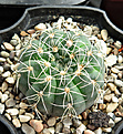 Нажмите на изображение для увеличения.

Название:	Gymnocalycium-rosae-GN-745.jpg
Просмотров:	354
Размер:	345.9 Кб
ID:	375654