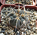 Нажмите на изображение для увеличения.

Название:	Gymnocalycium-spegazzinii.jpg
Просмотров:	286
Размер:	342.4 Кб
ID:	375655