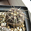 Нажмите на изображение для увеличения.

Название:	Gymnocalycium-spegazzinii-VG-1276.jpg
Просмотров:	271
Размер:	339.5 Кб
ID:	375656