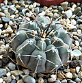 Нажмите на изображение для увеличения.

Название:	Gymnocalycium-stellatum.jpg
Просмотров:	367
Размер:	331.8 Кб
ID:	375657
