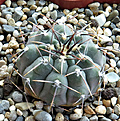 Нажмите на изображение для увеличения.

Название:	Gymnocalycium-stellatum.jpg
Просмотров:	344
Размер:	331.8 Кб
ID:	375657