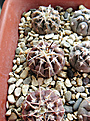 Нажмите на изображение для увеличения.

Название:	Gymnocalycium-stellatum-v.-obductum-VG-549.jpg
Просмотров:	349
Размер:	341.0 Кб
ID:	375658