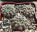 Нажмите на изображение для увеличения.

Название:	Gymnocalycium-stellatum-VG-284.jpg
Просмотров:	399
Размер:	343.7 Кб
ID:	375659