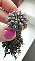 Нажмите на изображение для увеличения.

Название:	Gymnocalycium-sр.1.jpg
Просмотров:	301
Размер:	204.9 Кб
ID:	375660