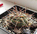 Нажмите на изображение для увеличения.

Название:	Gymnocalycium-sр2.jpg
Просмотров:	286
Размер:	334.7 Кб
ID:	375661