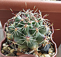 Нажмите на изображение для увеличения.

Название:	Hamatocactus-papyracanthus-RUS-380.jpg
Просмотров:	272
Размер:	332.0 Кб
ID:	375662