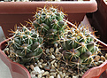 Нажмите на изображение для увеличения.

Название:	Thelocactus-conothelos-v.-flavus-RUS-046.jpg
Просмотров:	272
Размер:	311.1 Кб
ID:	375664