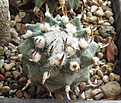 Нажмите на изображение для увеличения.

Название:	Turbinicarpus-swobodae.jpg
Просмотров:	282
Размер:	319.9 Кб
ID:	375667