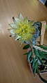Нажмите на изображение для увеличения.

Название:	COPIAPOA hypogea var.barquitensis 1.jpeg
Просмотров:	151
Размер:	37.3 Кб
ID:	375776