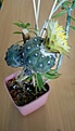 Нажмите на изображение для увеличения.

Название:	COPIAPOA hypogea var.barquitensis 2.jpeg
Просмотров:	158
Размер:	45.2 Кб
ID:	375777
