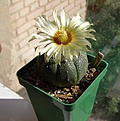 Нажмите на изображение для увеличения.

Название:	Astrophytum_asterias.jpg
Просмотров:	150
Размер:	125.9 Кб
ID:	375818