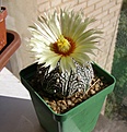 Нажмите на изображение для увеличения.

Название:	Astrophytum_asterias_SK.jpg
Просмотров:	150
Размер:	134.2 Кб
ID:	375819