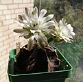 Нажмите на изображение для увеличения.

Название:	Gymnocalycium_Zebra_Violet.jpg
Просмотров:	129
Размер:	118.7 Кб
ID:	375820