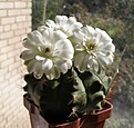 Нажмите на изображение для увеличения.

Название:	Gymnocalycium_anisitsii_1.jpg
Просмотров:	150
Размер:	114.5 Кб
ID:	375821