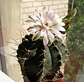 Нажмите на изображение для увеличения.

Название:	Gymnocalycium_anisitsii_2.jpg
Просмотров:	155
Размер:	124.7 Кб
ID:	375822