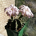 Нажмите на изображение для увеличения.

Название:	Gymnocalycium_friedrichii_L373.jpg
Просмотров:	132
Размер:	116.7 Кб
ID:	375823