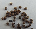 Нажмите на изображение для увеличения.

Название:	M_herrerae seeds.jpg
Просмотров:	509
Размер:	381.2 Кб
ID:	375831