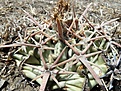 Нажмите на изображение для увеличения.

Название:	Homalo_natuur.jpg
Просмотров:	256
Размер:	206.6 Кб
ID:	375838