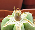 Нажмите на изображение для увеличения.

Название:	Echinocactus horizontalonius.JPG
Просмотров:	292
Размер:	304.7 Кб
ID:	375844