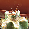 Нажмите на изображение для увеличения.

Название:	Echinocactus horizontalonius ..jpg
Просмотров:	296
Размер:	325.4 Кб
ID:	375845