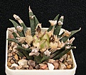 Нажмите на изображение для увеличения.

Название:	A.agavoides.JPG
Просмотров:	151
Размер:	60.2 Кб
ID:	375859