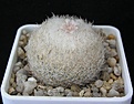 Нажмите на изображение для увеличения.

Название:	Epithelantha micromeris.JPG
Просмотров:	1923
Размер:	54.3 Кб
ID:	375868